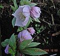 Helleborus thibetanus