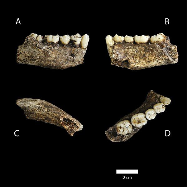 File:Homo naledi mandible.jpg