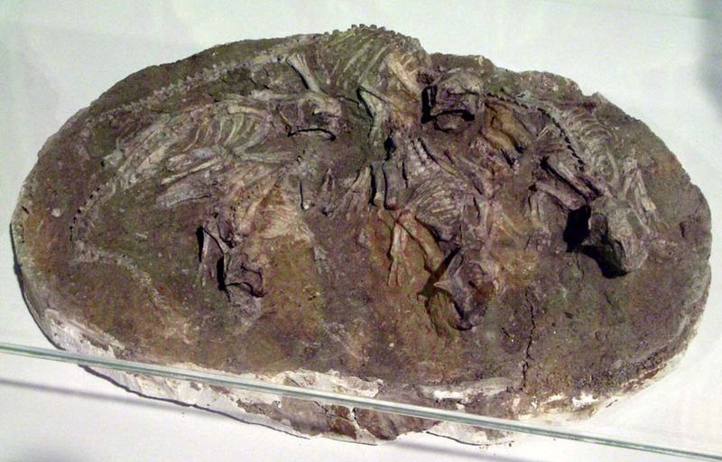 File:Hongshanosaurus houi 2.JPG