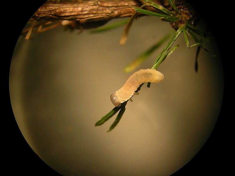 File:Larch sawfly 01.jpg