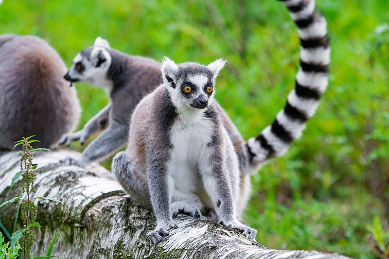 File:Lemur (36915652320).jpg