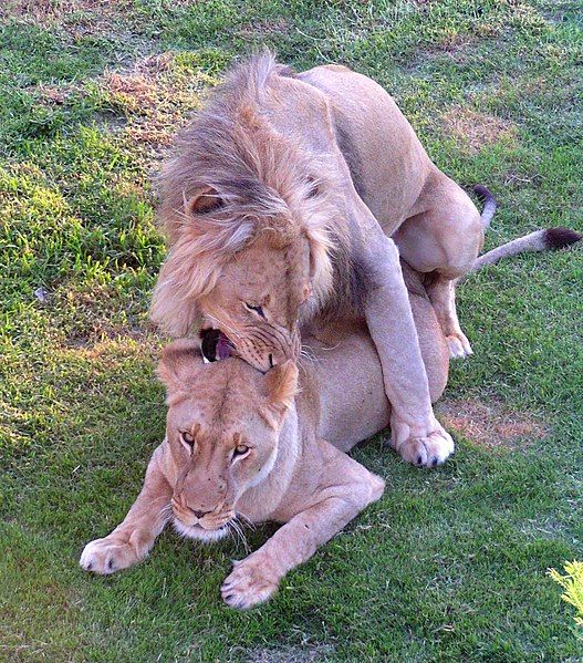 File:Lion pair2.jpg