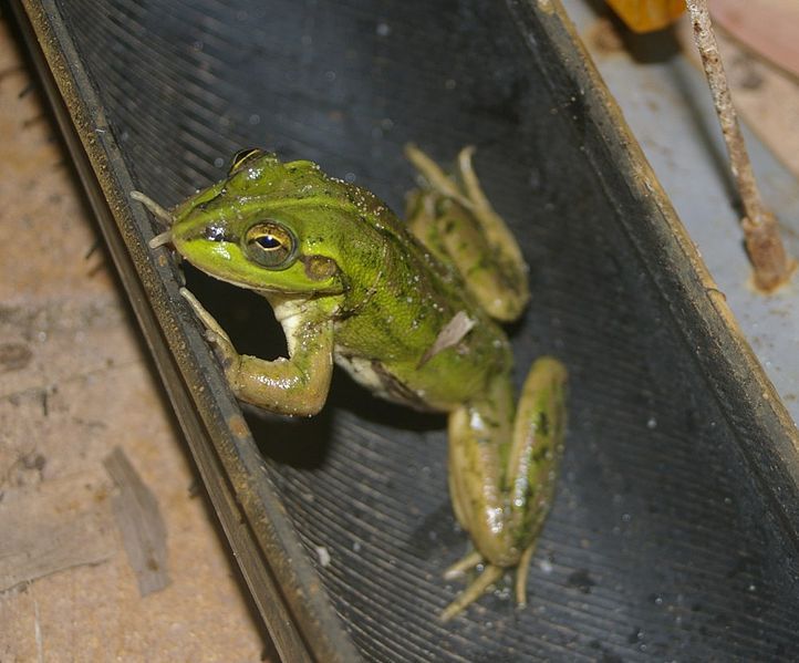 File:Litoria dahlii.jpg