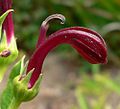 Lobelia polyphylla