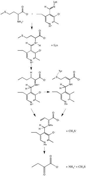 File:Methionine gamma-lyase mechanism.jpg