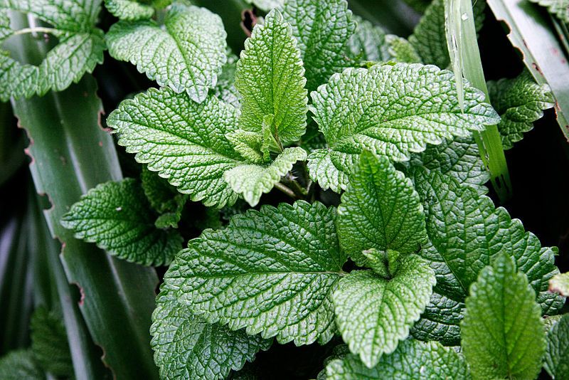 File:Mint leaves.jpg