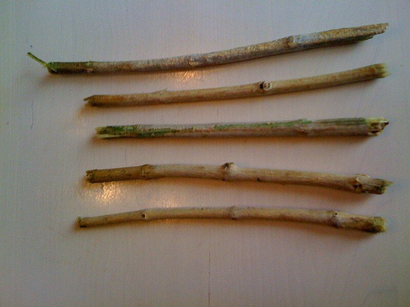 File:Miswak003.jpg