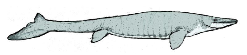 File:Moanasaurus2.png