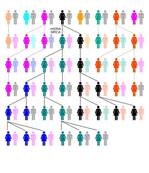 File:MtDNA-MRCA-generations-Evolution-new Eve.svg