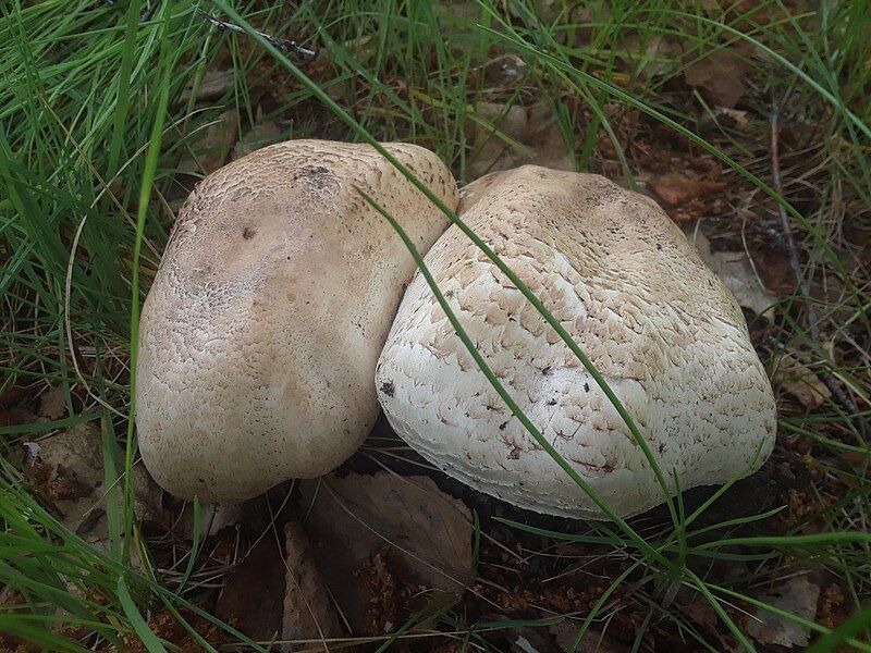 File:Mushroom poisonous 02.jpg