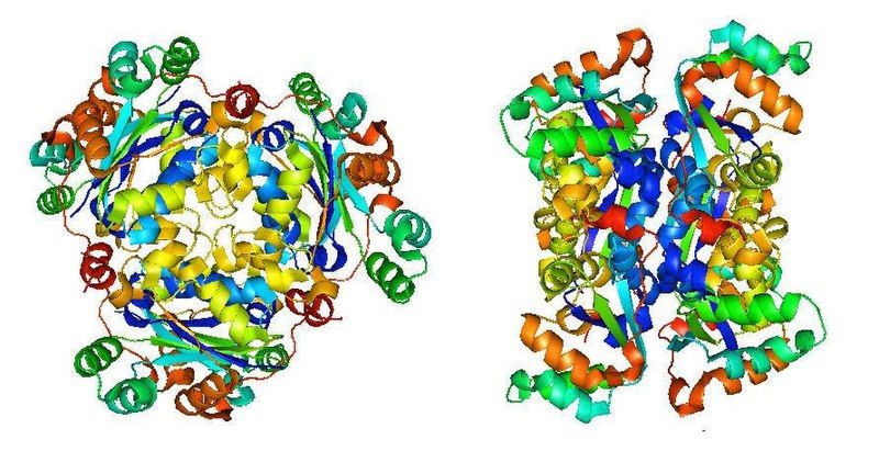 File:NDPK structure .jpg