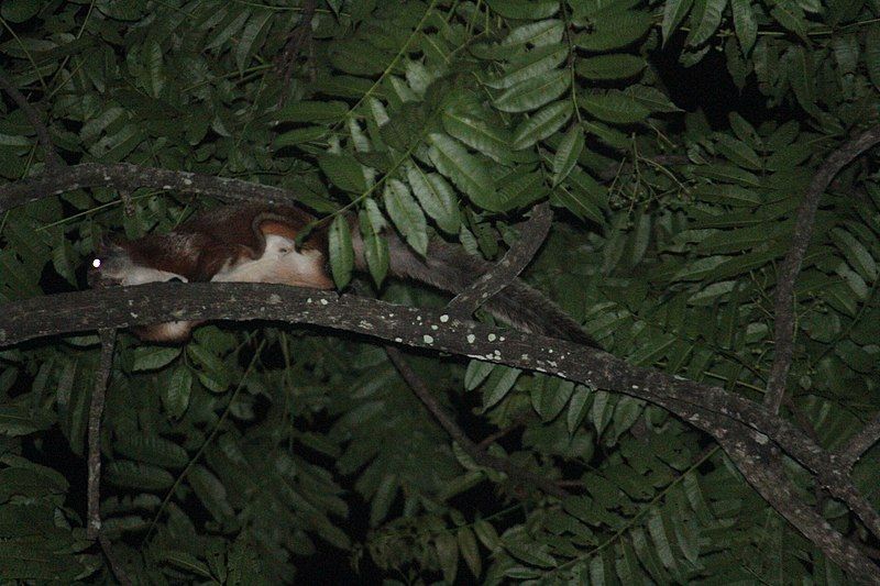 File:Namdapha flying squirrel1.jpg