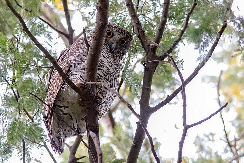 File:Ninox strenua 148494149.jpg