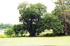 The oldest southern live oak at the plantation.