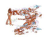 1i84: CRYO-EM STRUCTURE OF THE HEAVY MEROMYOSIN SUBFRAGMENT OF CHICKEN GIZZARD SMOOTH MUSCLE MYOSIN WITH REGULATORY LIGHT CHAIN IN THE DEPHOSPHORYLATED STATE. ONLY C ALPHAS PROVIDED FOR REGULATORY LIGHT CHAIN. ONLY BACKBONE ATOMS PROVIDED FOR S2 FRAGMENT.