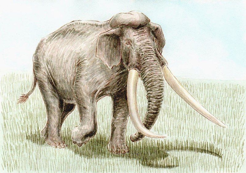 File:Palaeoloxodon namadicus-bpk.jpg