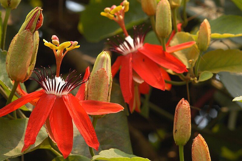 File:Passiflora miniata01.jpg