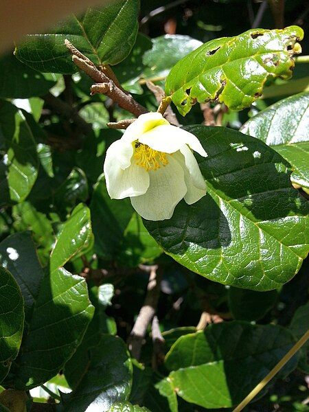 File:Pentachlaena latifolia.jpg