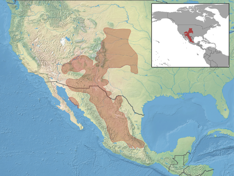 File:Perognathus flavus distribution.png