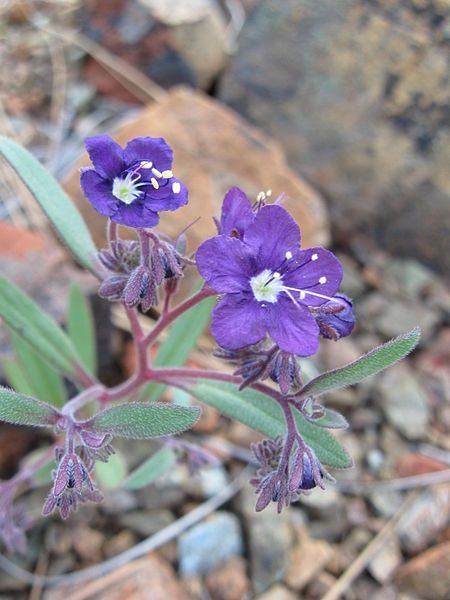 File:Phacelia greenei.jpg