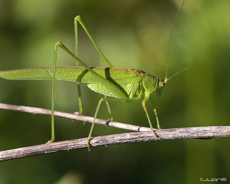 File:Phaneroptera falcata male.jpg