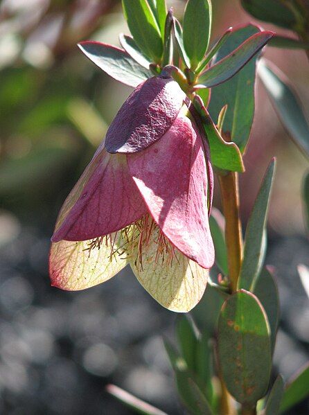 File:Pimelea physodes.jpg