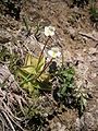 Pinguicula alpina