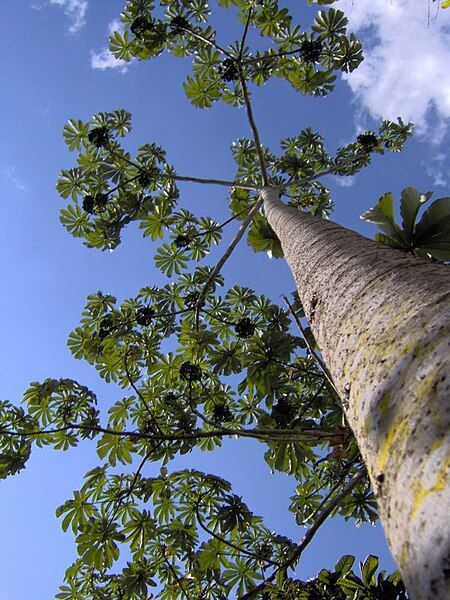 File:Pourouma cecropiifolia.jpg