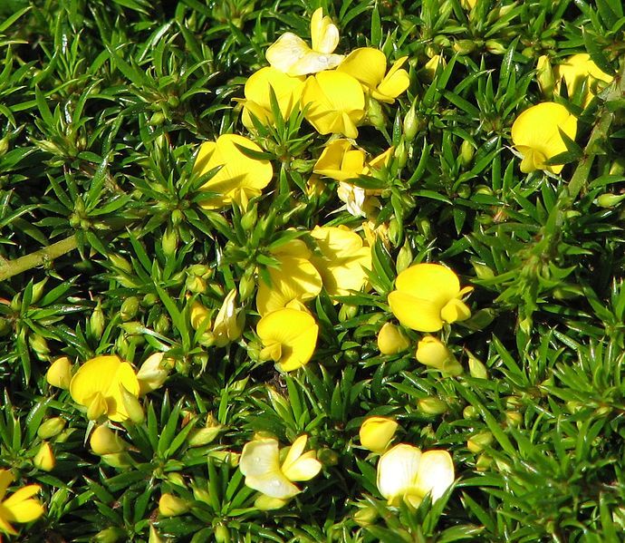 File:Pultenaea pedunculata.jpg