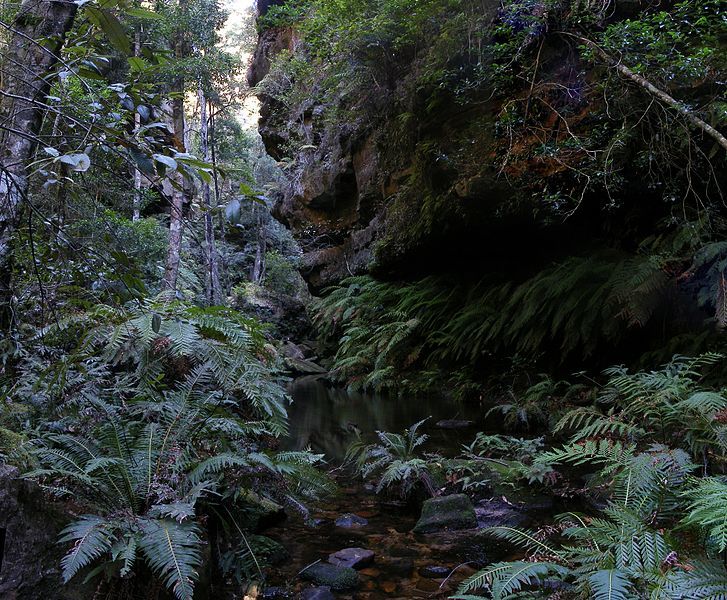 File:Rainforest,bluemountainsNSW.jpg