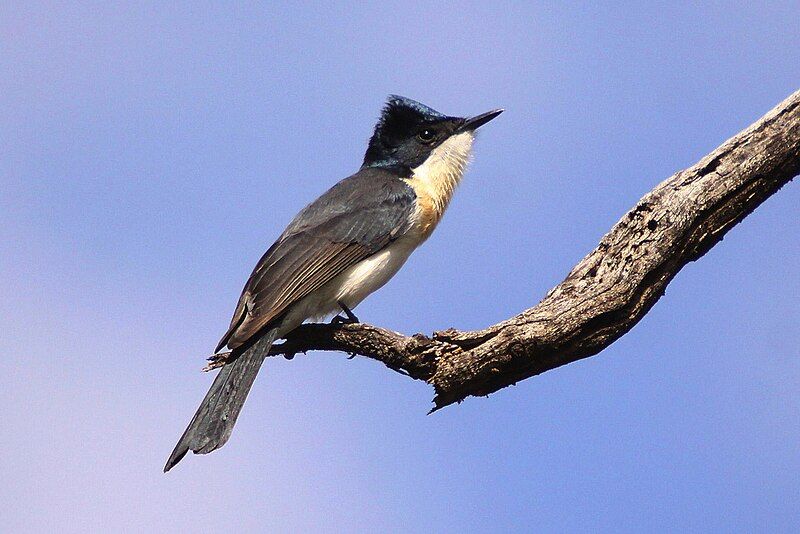 File:Restless Flycatcher.jpg