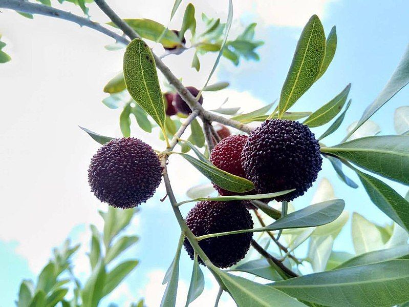 File:Ripe yangmei.jpg