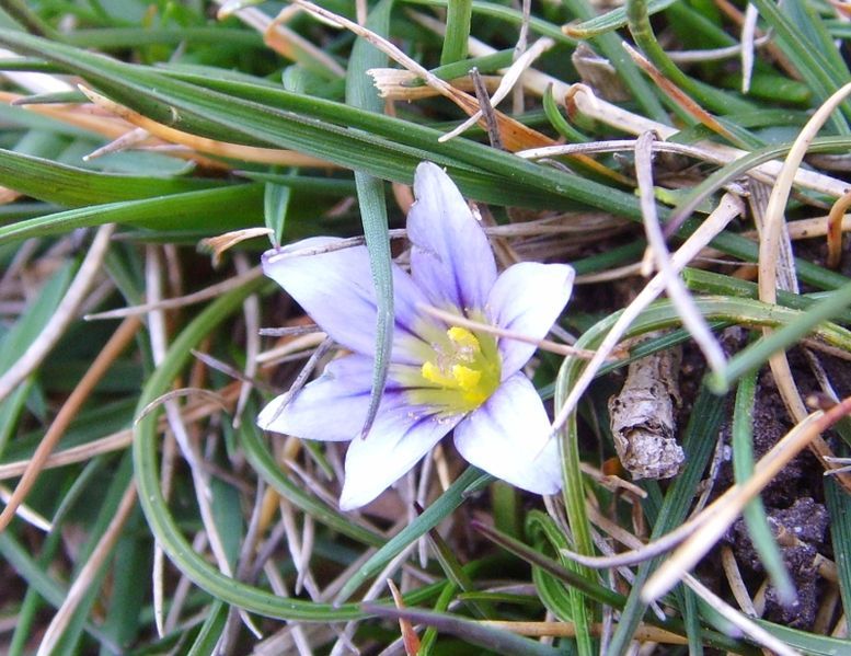 File:Romulea columnae.jpg