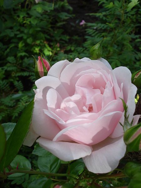 File:Rosa New Dawn1UME.jpg