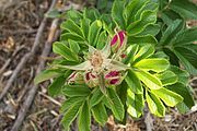 Rosa rugosa buds on Grape Island, Massachusetts