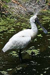 Royal spoonbill in breeding plumage, by John O'Neill