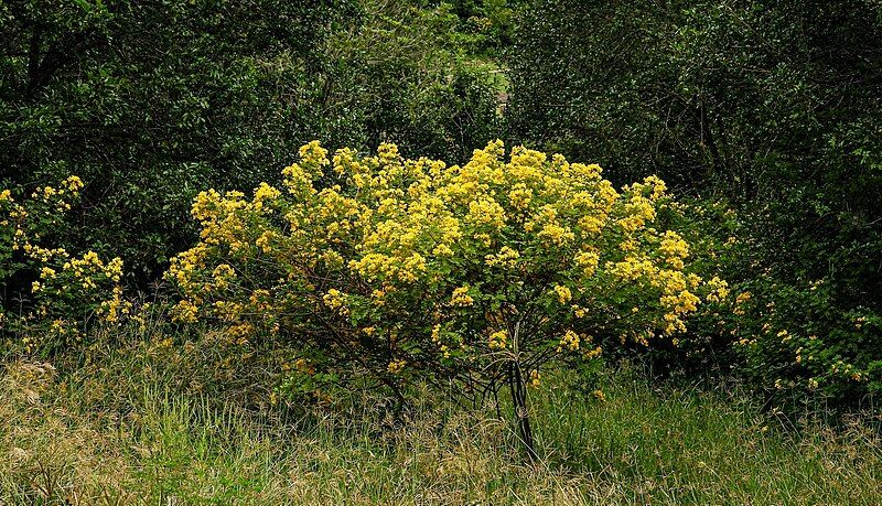 File:Senna pendula2.jpg