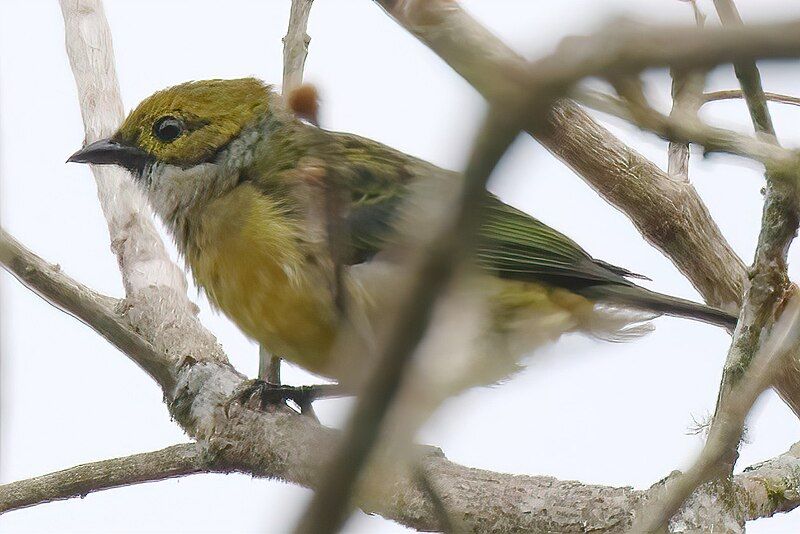 File:Silver-throated Tanager juv.jpg