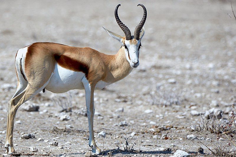 File:Springbok 2019-07-24.jpg