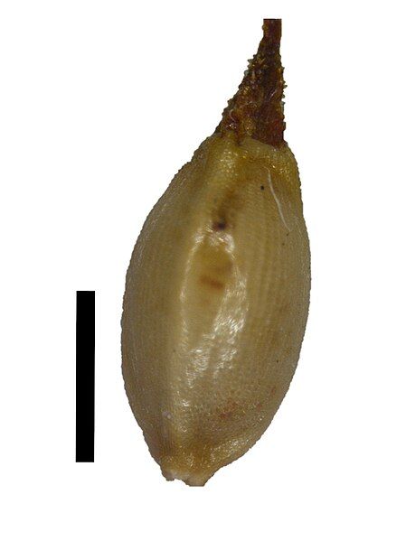 File:Ssubmarginalis-nutlet.jpg