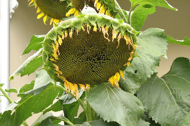 File:Sunflower-fruiting head.jpg