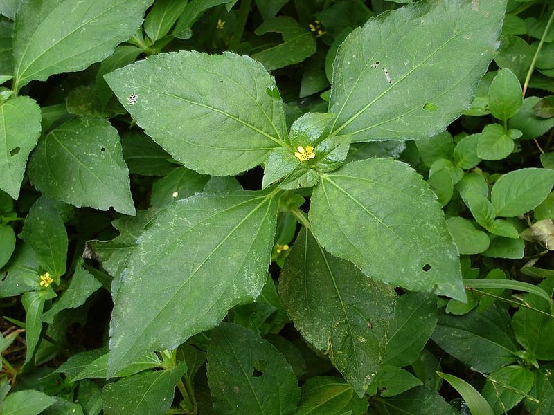 File:Synedrella nodiflora.jpg