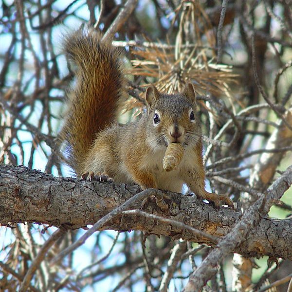 File:Tamiasciurus hudsonicus 001.jpg