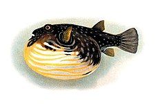 Pufferfish