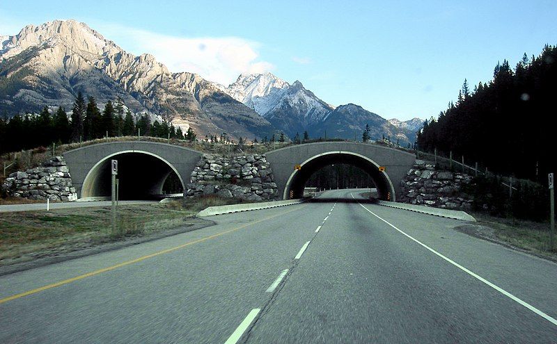 File:Trans-Canada-wildlife overpass.JPG