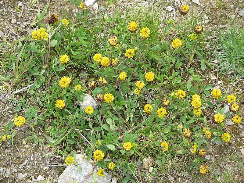 File:Trifolium badium01.jpg