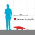 Varanops