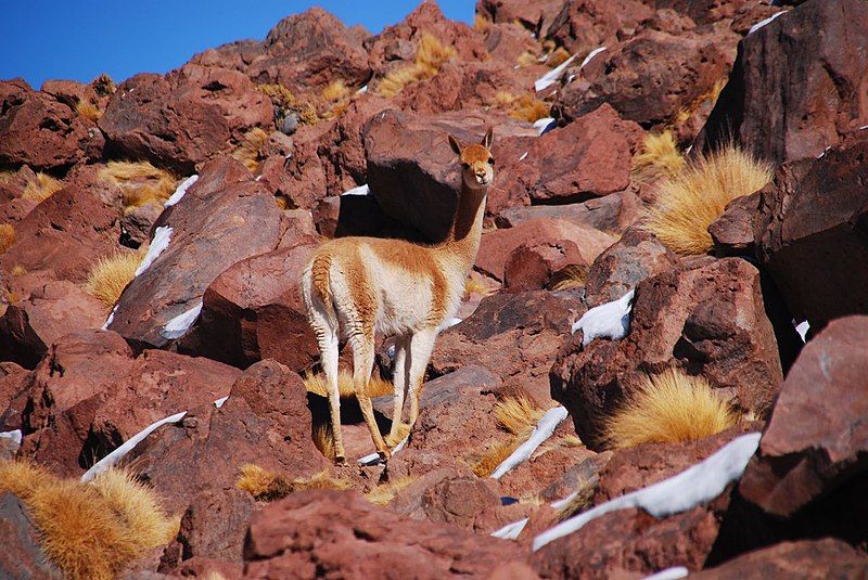 File:Vicuña.jpg