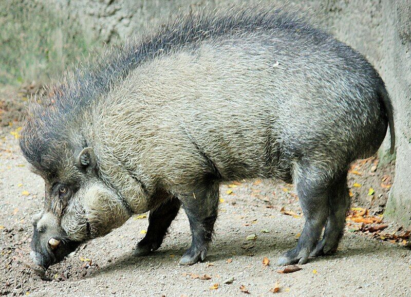 File:VisayanWartyPig01 (cropped).jpg