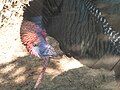 Wild Turkey